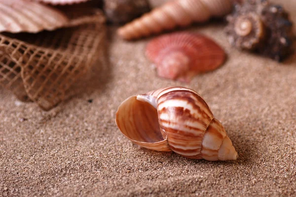 Conchas en la playa —  Fotos de Stock