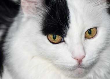 yakın çekim portret siyah ve beyaz kedi