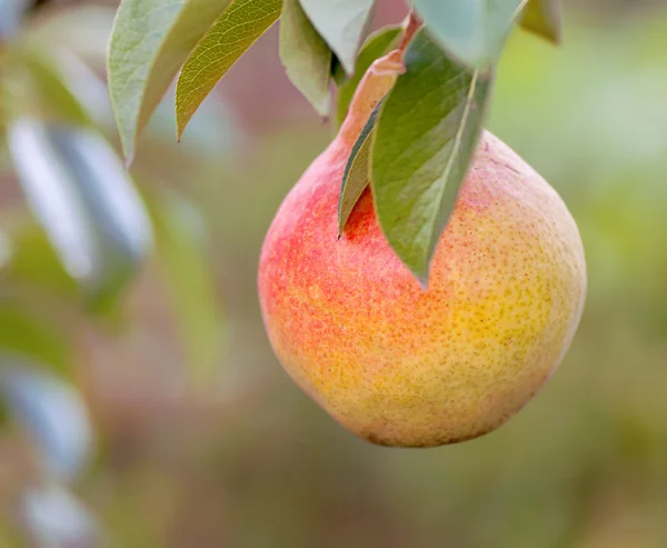 Ripe pears on a tree branch — Stock Photo, Image