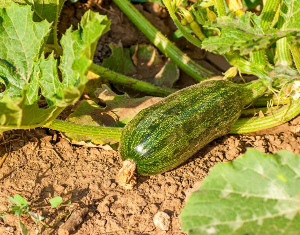 Blommande zucchini i grönsaksträdgården — Stockfoto