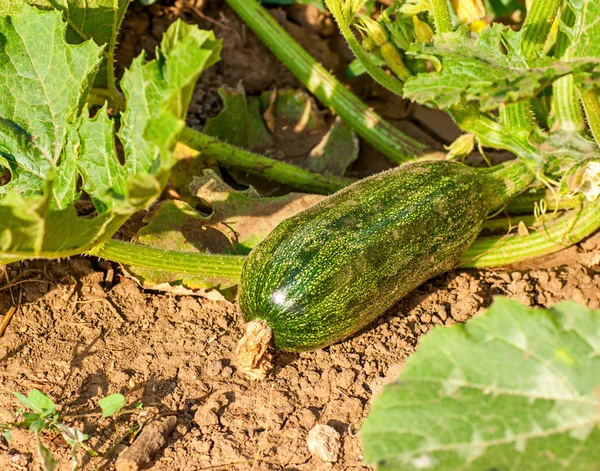 Calabacín con flores en el huerto — Foto de Stock