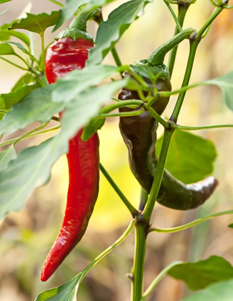Čerstvé chilli papričky na větvi — Stock fotografie