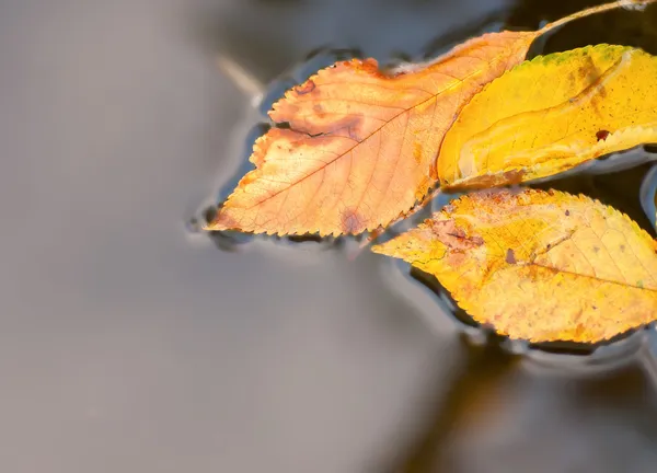 Feuilles d'automne lumineuses dans l'eau — Photo