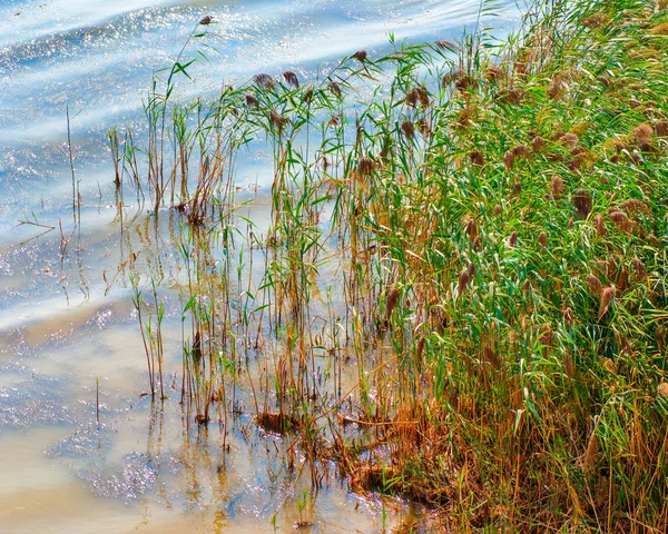 夏の日に池や水の植物 — ストック写真