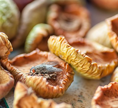 ıslak sinek üzerinde kurutulmuş elma oturdu