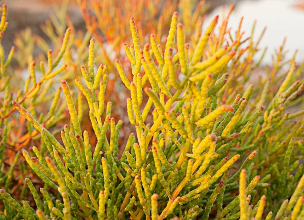 Halofyt-plant die in wateren van hoge zoutgehalte groeit — Stockfoto