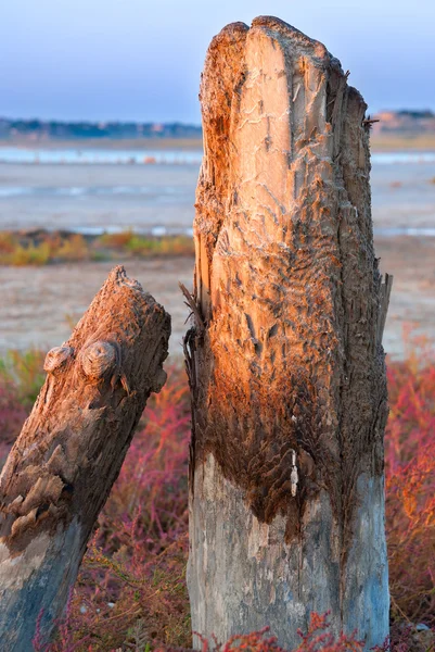 Tronconi d'albero pietrificati sul lago, Kuyalnik, Ucraina — Foto Stock