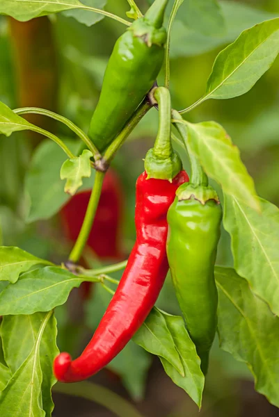 Bush hot chili peppers — Stock Photo, Image
