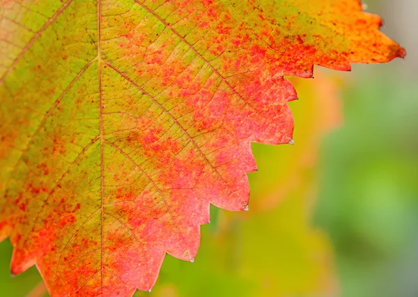 Feuilles d'automne colorées — Photo