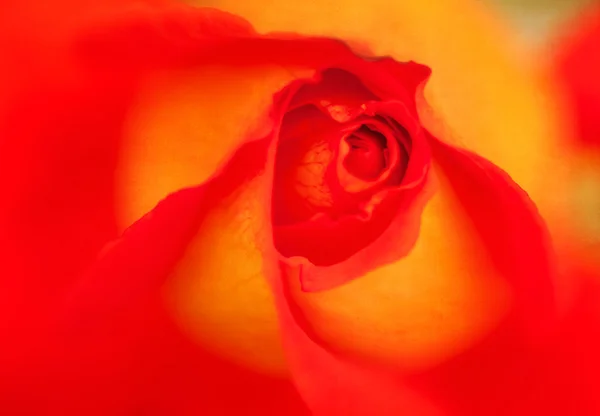 Ένα vintage φόντο με το φωτεινό κόκκινο τριαντάφυλλο — Φωτογραφία Αρχείου