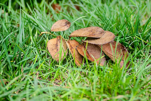 Foglie autunnali su erba verde — Foto Stock