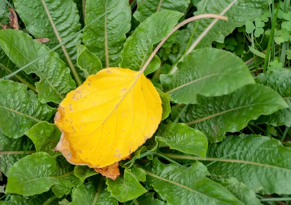 Jesienią liście na zielonej liście — Zdjęcie stockowe