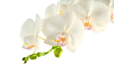 Branch of white orchid on white background clipart