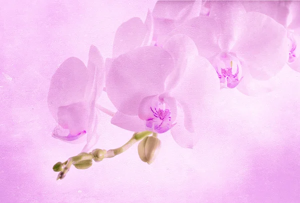 Sfondo vintage con fiore di orchidea — Foto Stock