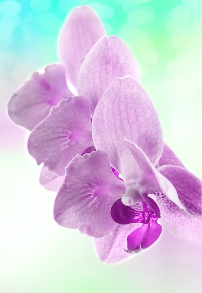 Vintage background with orchid flower — Stock Photo, Image