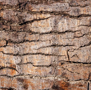 Ağaç kabuğu dokusu