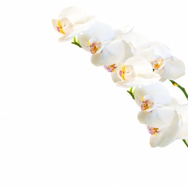 beyaz izole kırmızı ve beyaz phalaenopsis orkide