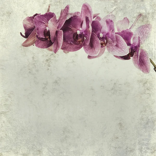 Textured old paper background with magenta phalaenopsis orchid — Stock Photo, Image