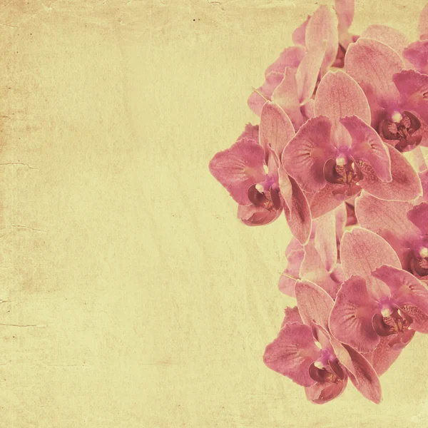 Textured old paper background with magenta phalaenopsis orchid — Stock Photo, Image