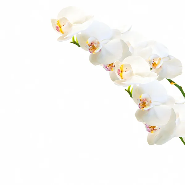 Orquídea branca e magenta falaenopsis isolada em branco — Fotografia de Stock