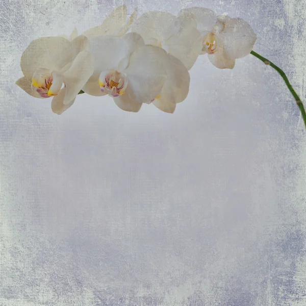 Textured old paper background with white and magenta phalaenopsis orchid — Stock Photo, Image