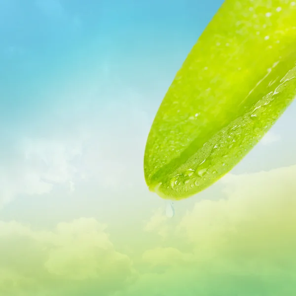 Green leaf and water drop — Stock Photo, Image