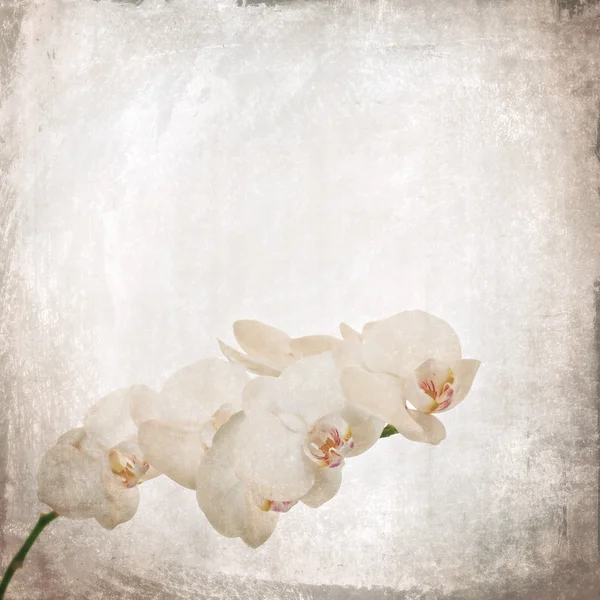 Textured old paper background with white and magenta phalaenopsis orchid — Stock Photo, Image