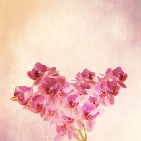 Textured old paper background with magenta phalaenopsis orchid — Stock Photo, Image