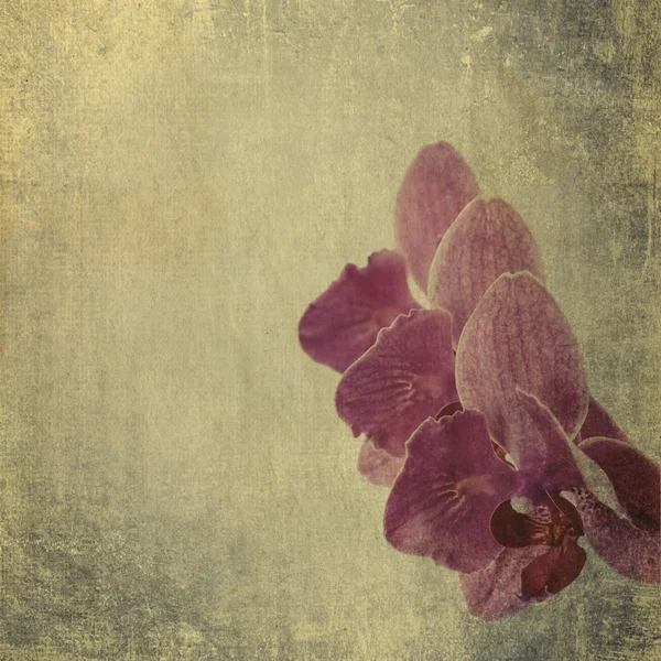 Textured old paper background with magenta phalaenopsis orchid — Stock Photo, Image