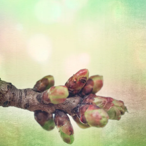 Textured old paper background with spring blossoming tree buds — Stock Photo, Image