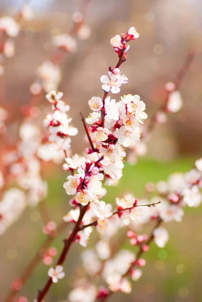 Flor de primavera: ramo de uma árvore de maçã florescente em fundo de jardim — Fotografia de Stock