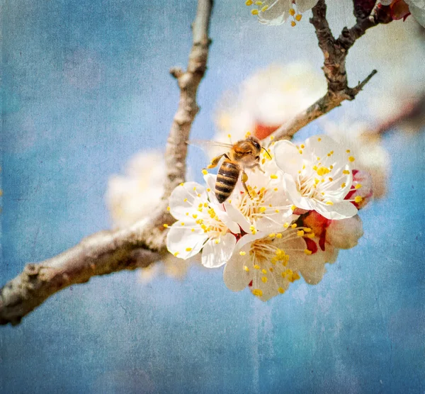 Textured old paper background, bee collects honey on a flower — Stock Photo, Image