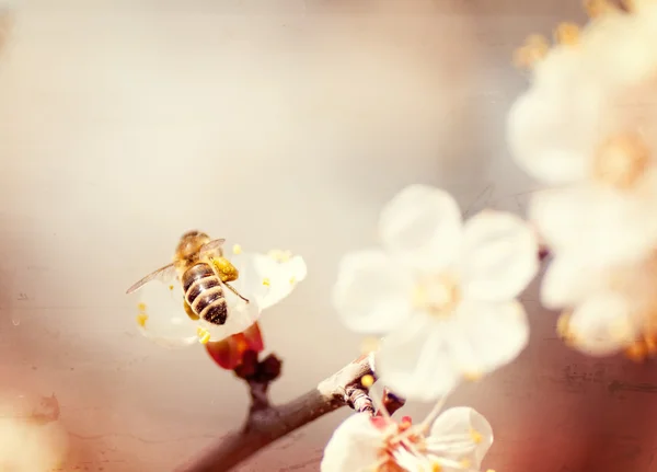 Vieux fond de papier texturé, abeille recueille du miel sur une fleur — Photo