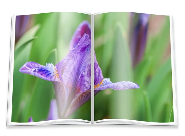 Um livro aberto com uma imagem íris azuis — Fotografia de Stock