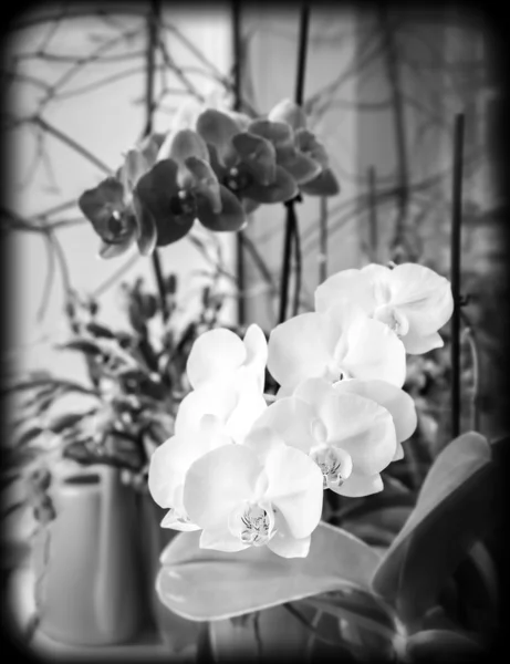 Orchids on window sill, black and white photo — Stock Photo, Image