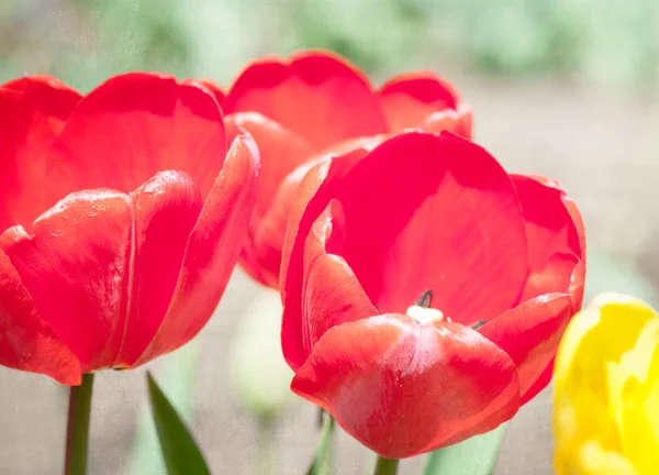 Red tulips, textured paper background — Stock Photo, Image