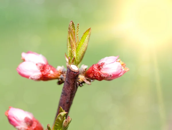 Våren blossom: gren av en blommande träd på trädgård bakgrund — Stockfoto