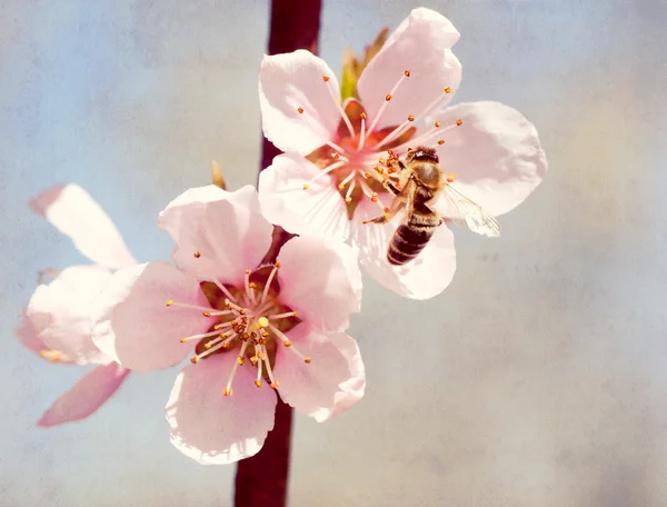 Fundo de papel velho texturizado, abelha coleta mel em uma flor — Fotografia de Stock