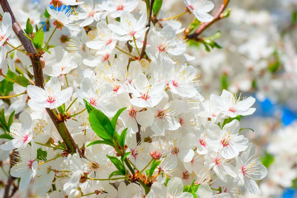 Flor de primavera: ramo de uma árvore de maçã florescente em fundo de jardim — Fotografia de Stock