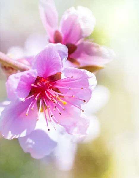 Peach blossom in spring. — Stock Photo, Image