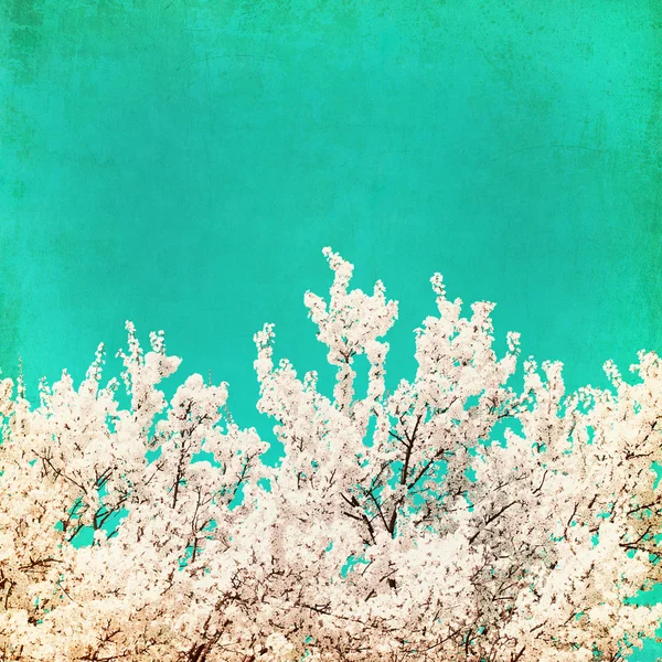 Spring flowering tree on blue textured sky — Stock Photo, Image