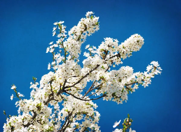Árbol de floración de primavera en el cielo azul texturizado — Foto de Stock