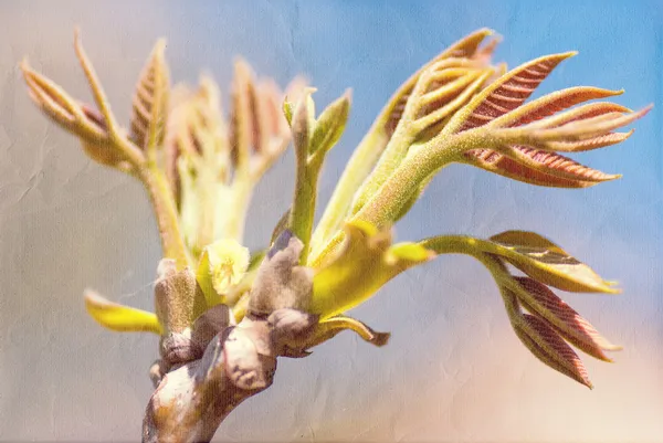 Primavera árvore de floração no céu azul texturizado — Fotografia de Stock