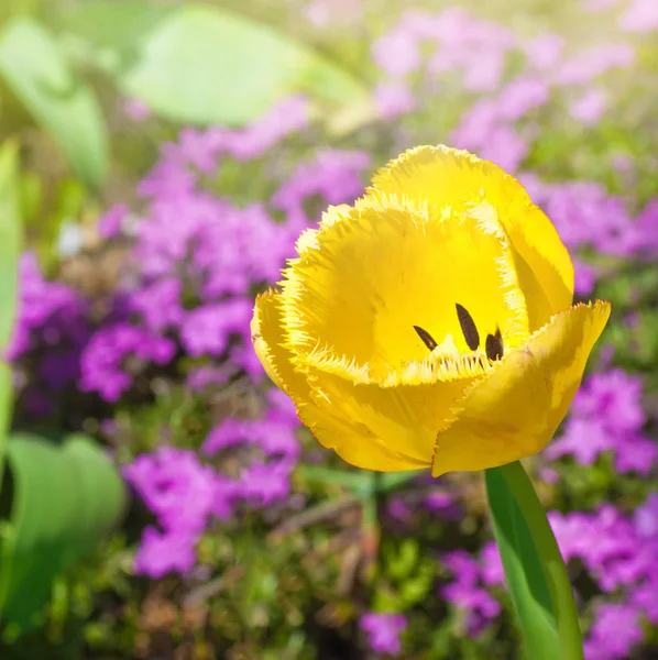 Tulipa amarela em uma clareira solar — Fotografia de Stock