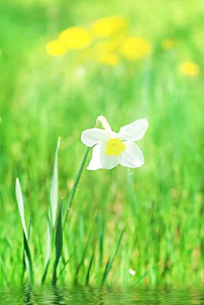 Pole jarních květin a perfektní slunečný den — Stock fotografie