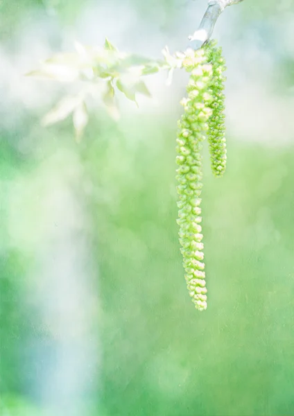 Gemme primaverili. Composizione della natura. — Foto Stock