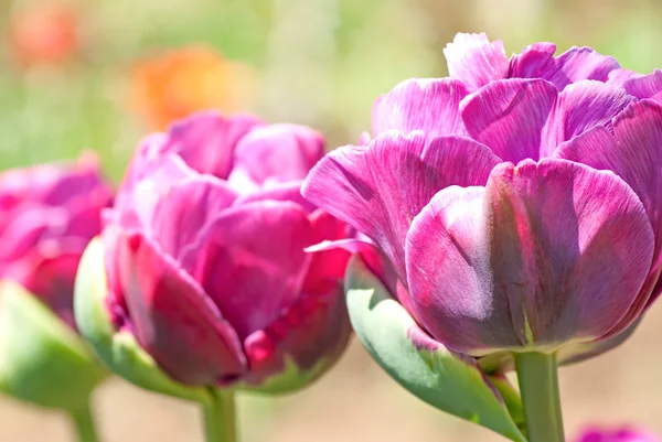 Rosa Peônias coloridas de perto — Fotografia de Stock