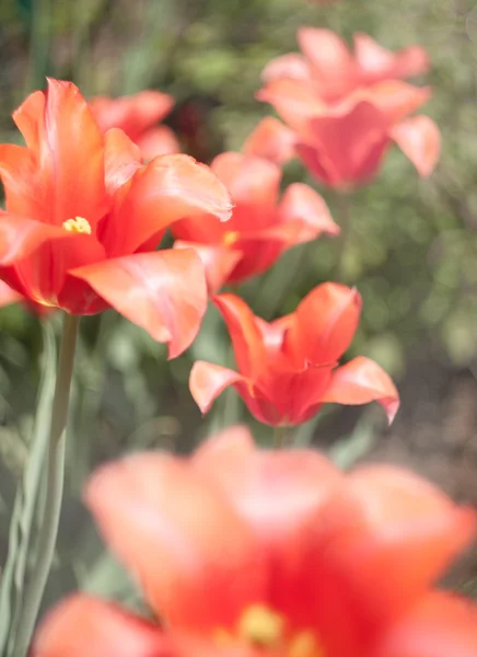 Red tulips — Stock Photo, Image