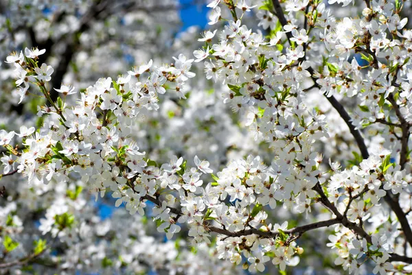 Floraison printanière : branche d'un pommier en fleurs sur fond de jardin — Photo