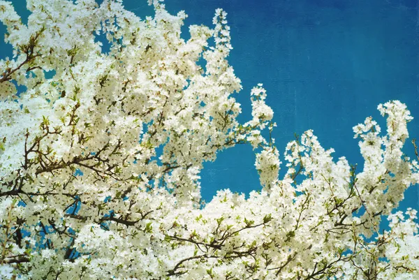 Spring flowering tree on blue textured sky — Stock Photo, Image